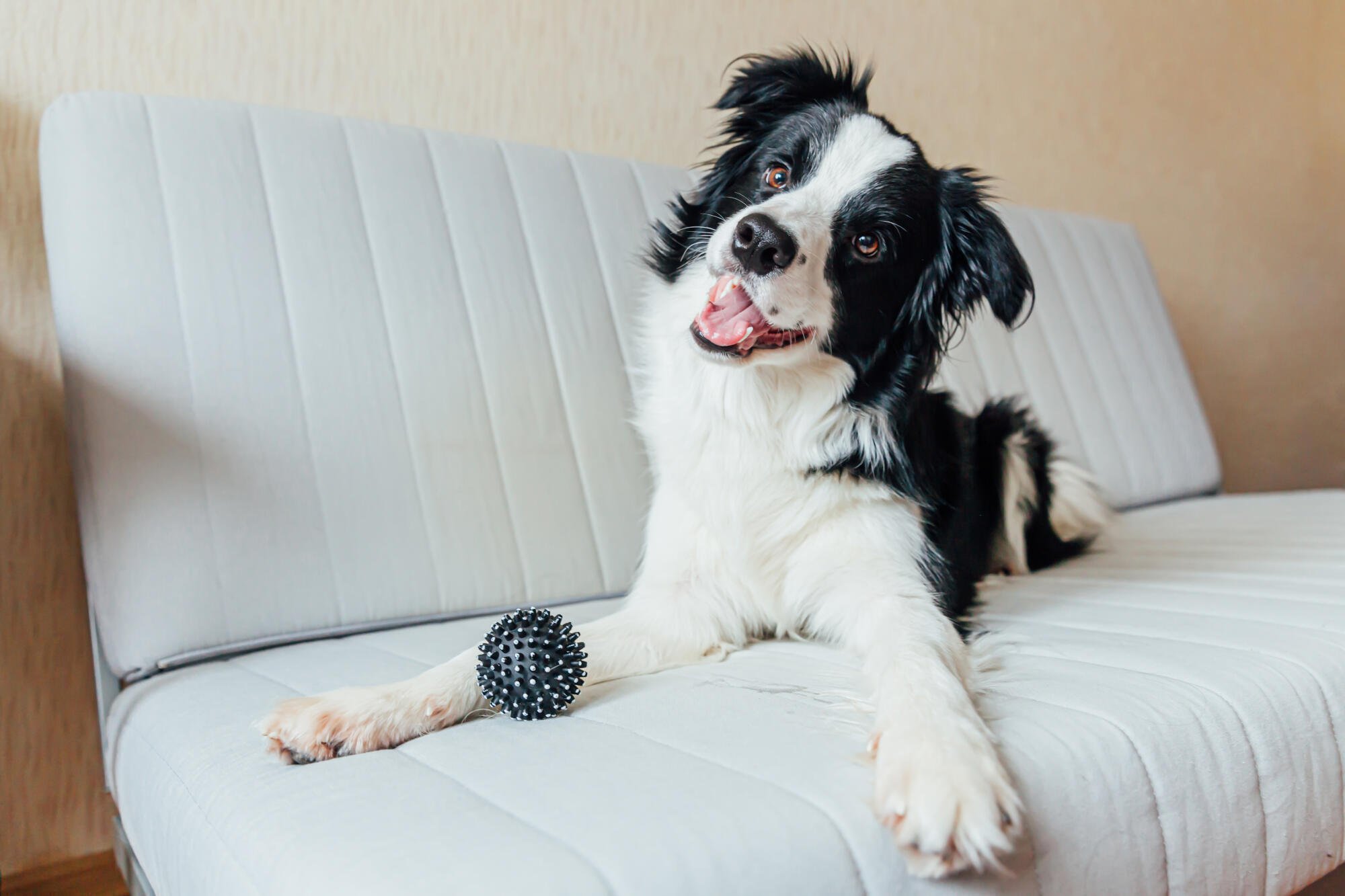 Pet-Friendly Assisted Living in Oklahoma City, OK: What to Expect